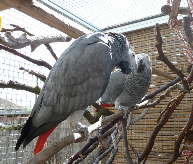 Foto 1 - Papagaios cinzentos africanos disponveis