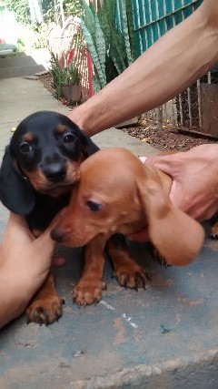 Lindo filhote de basset miniatura